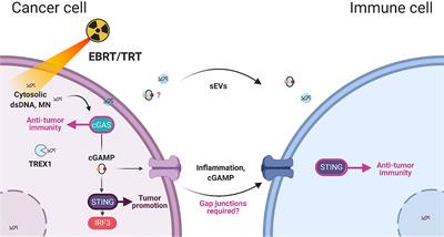 Radiation-Induced Immunity and Toxicities: The Versatility of the cGAS-STING Pathway